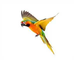 Vibrant Macaw Parrot with Colorful Wings sitting on Branch.