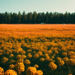 Brightly Blooming Sunflower Field in Summer Countryside