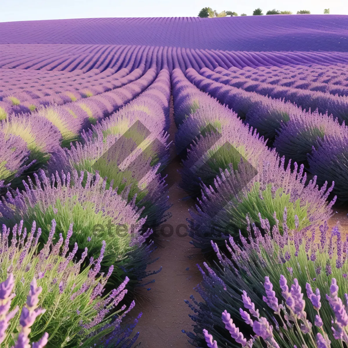 Picture of Vibrant Lavender Blooming in Countryside Field