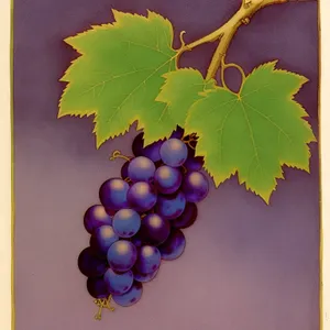 Harvested Muscat Grape Cluster in Vineyard