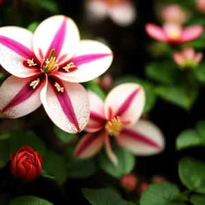 Pretty Pink Geranium Blossom in a Garden