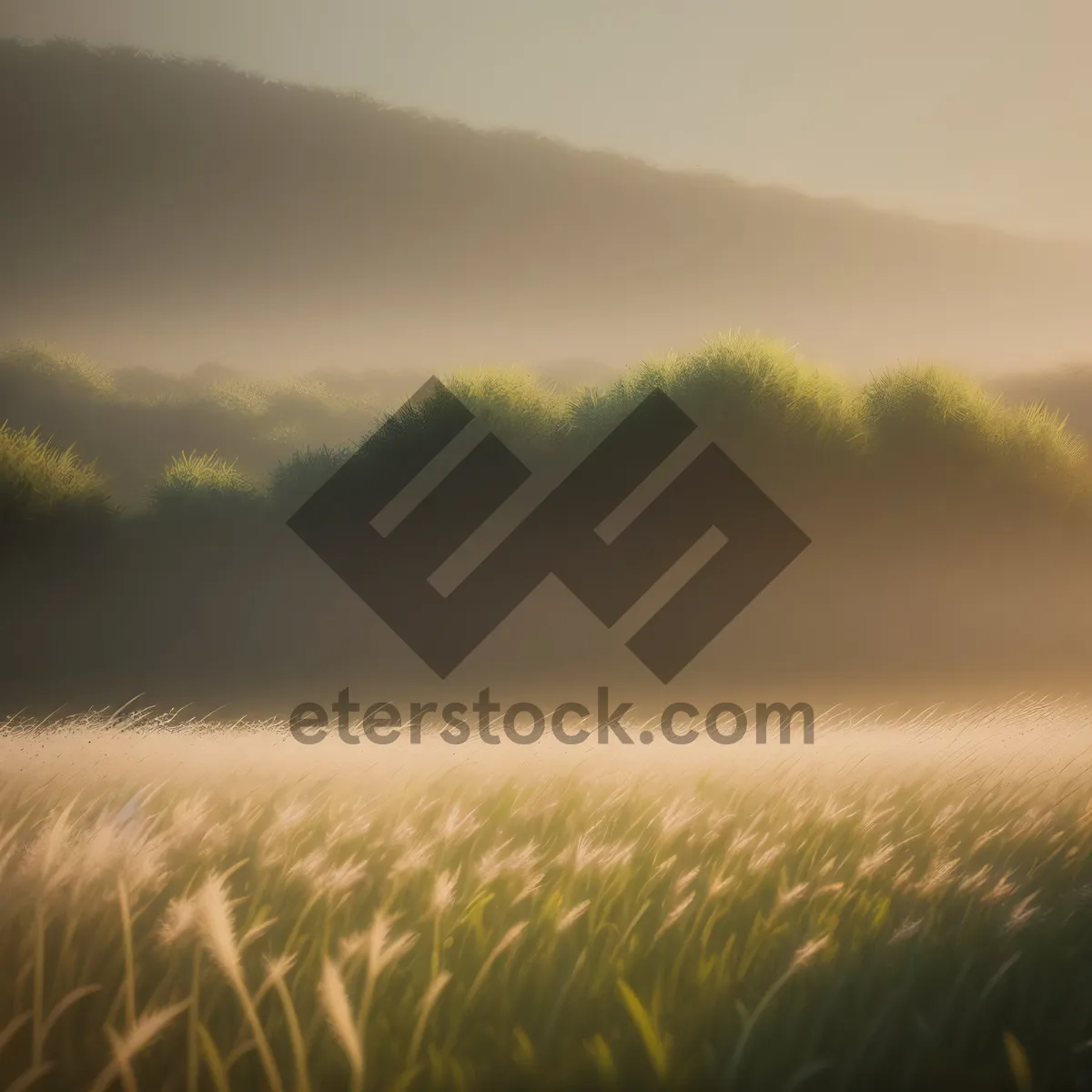 Picture of Golden Fields Embracing the Rural Sky