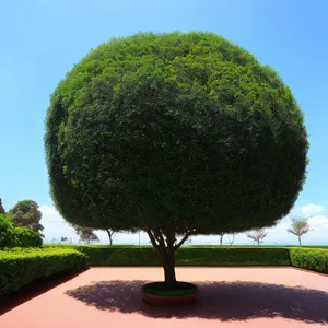 Fresh Avocado: Ripe Edible Fruit with Tree