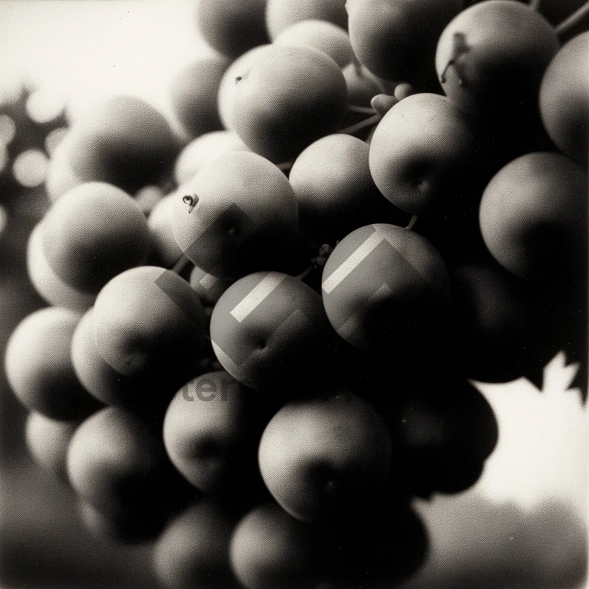 Picture of Fresh Juicy Harvest: Organic Purple Grape Cluster