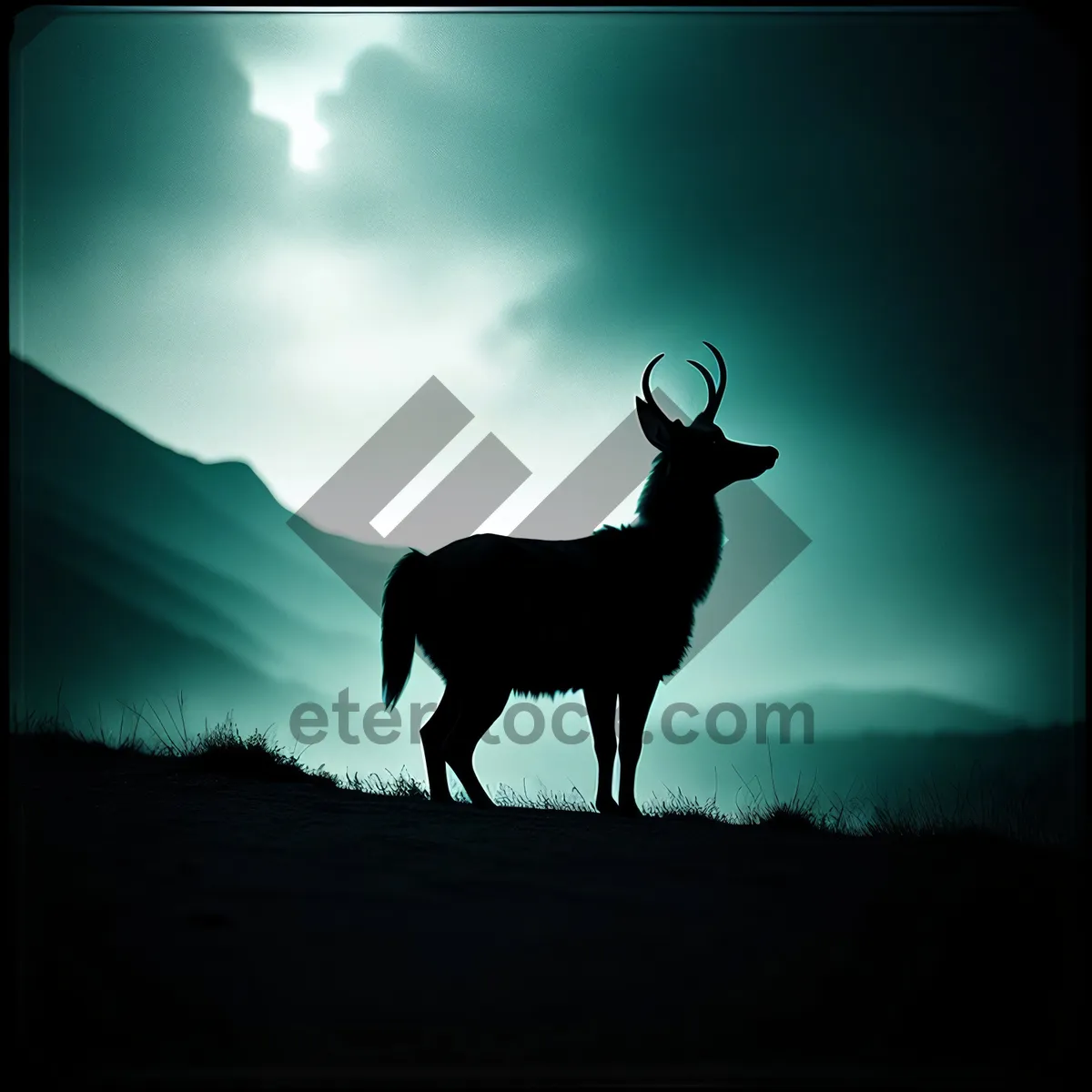 Picture of Silhouette of Buck in Sunset Grass