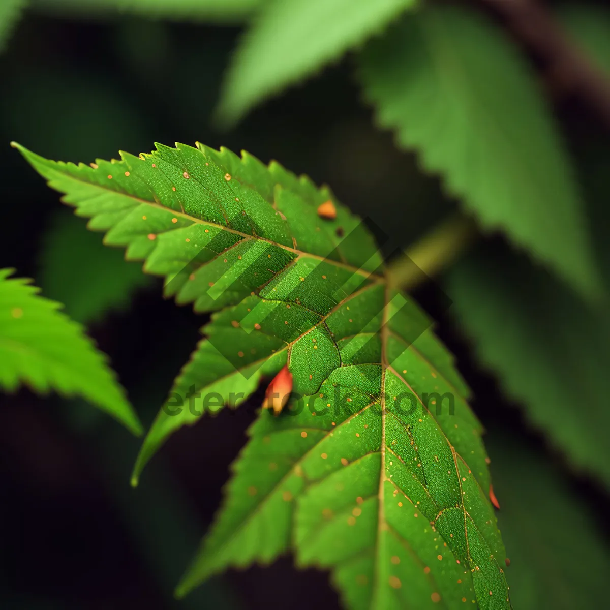 Picture of Lush Sumac Tree with Fresh Green Leaves