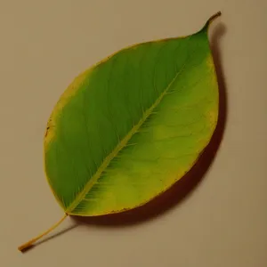 Vibrant Flora: Captivating Leaves of a Fig Tree