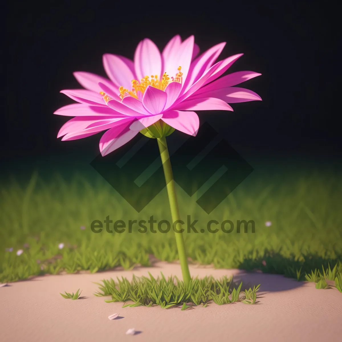 Picture of Pink Lotus Bloom in Garden Pond