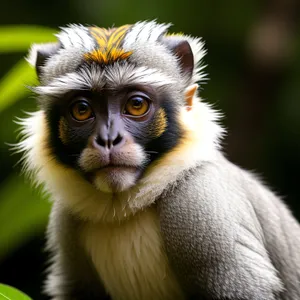 Cute Wild Monkey Portrait at the Zoo