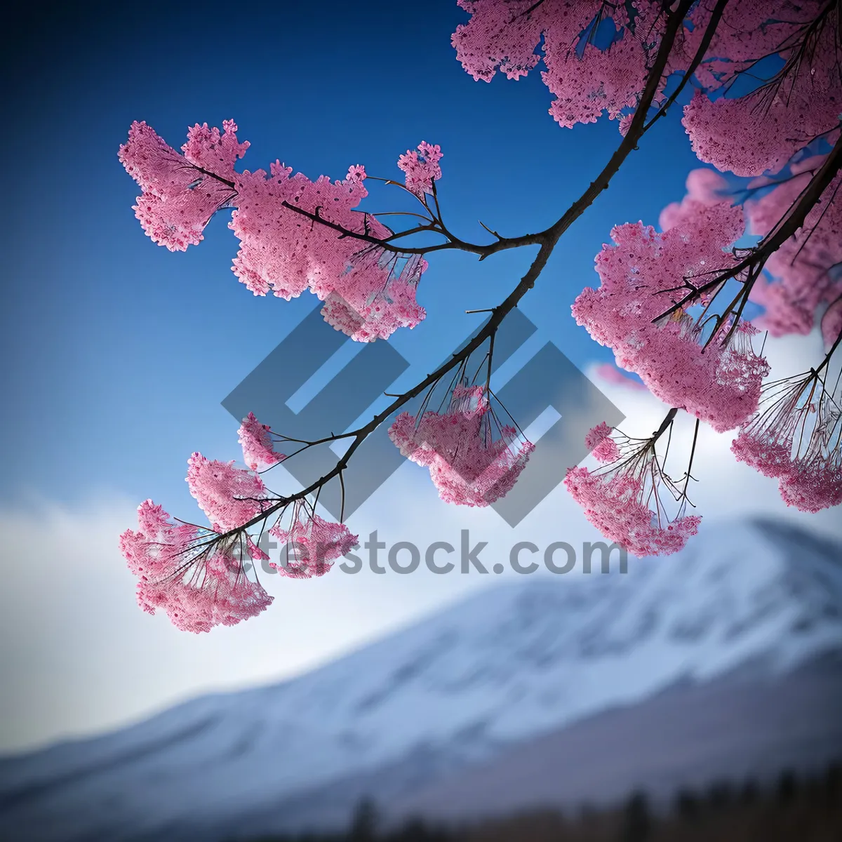 Picture of Pink Cherry Blossom Tree in Japanese Forest