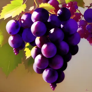 Vibrant Autumn Harvest: Beautiful, Ripe Grapes for Wine