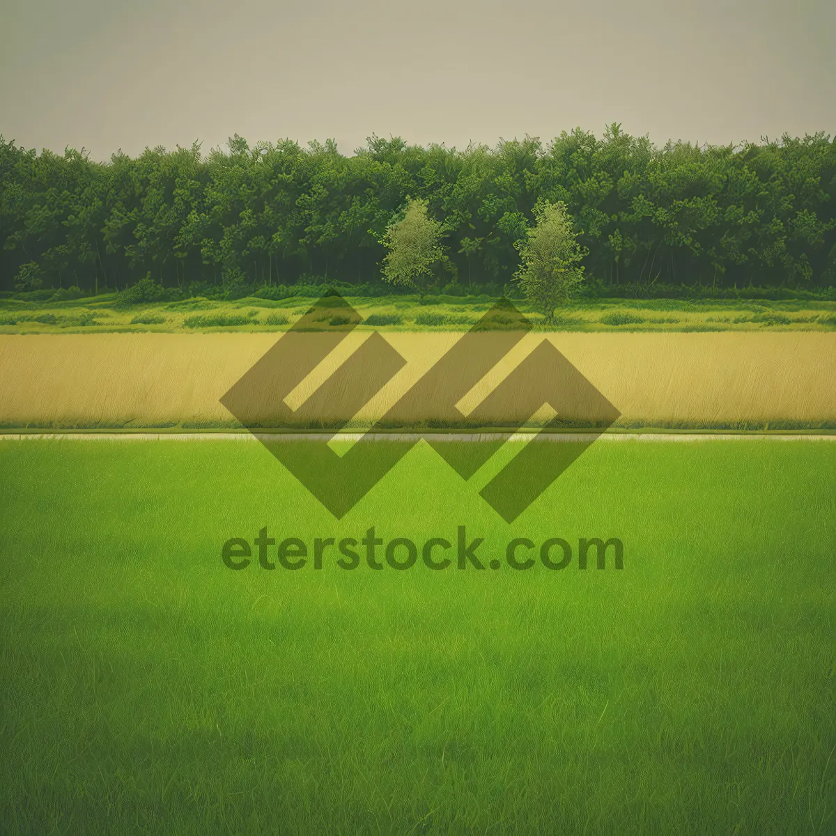 Picture of Sunny Rice Field with Sky and Tree