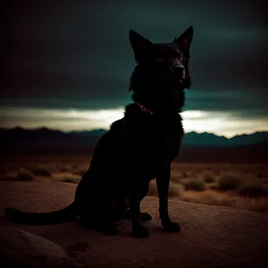 Beautiful Black Shepherd Dog on Leash, Enjoying the Sunset