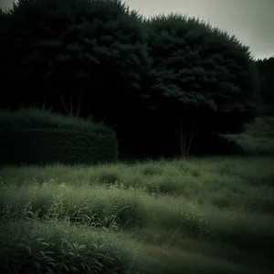 Mechanical Tree Sprinkler in Rural Landscape