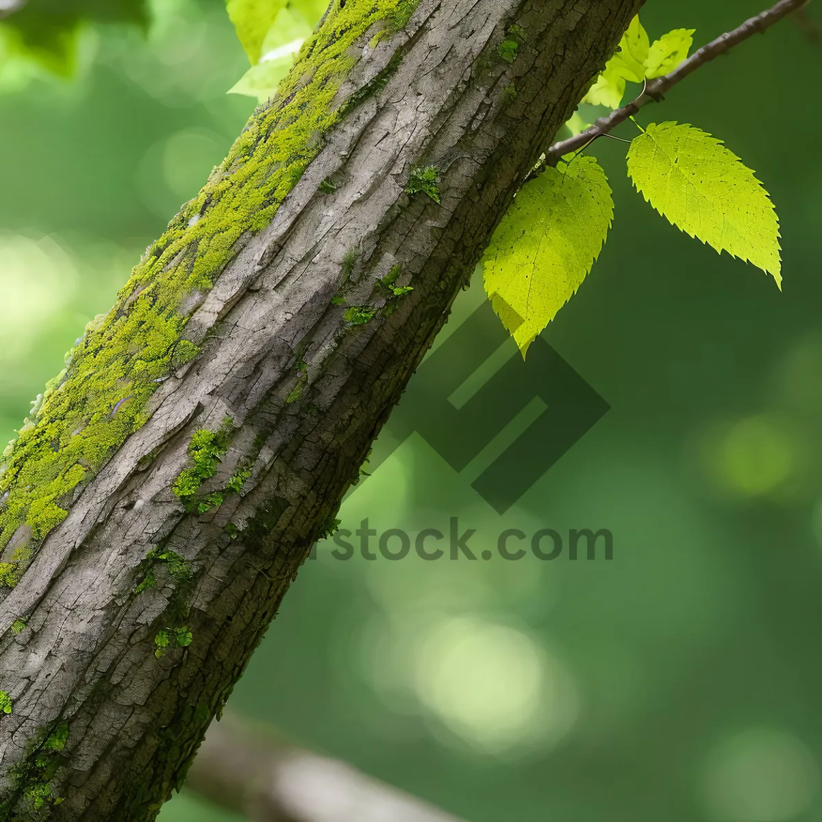 Picture of Sunlit Maple Leaves in Lush Forest