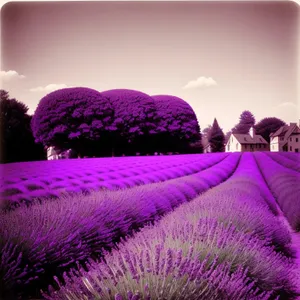 Vibrant Blossoms in Lavender Field