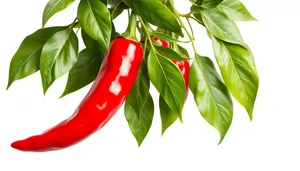 Organic sweet pepper plant with fresh leaves on branch.