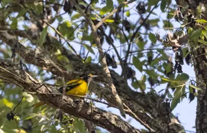 Vibrant Golden Finch Perched on Tree Branch