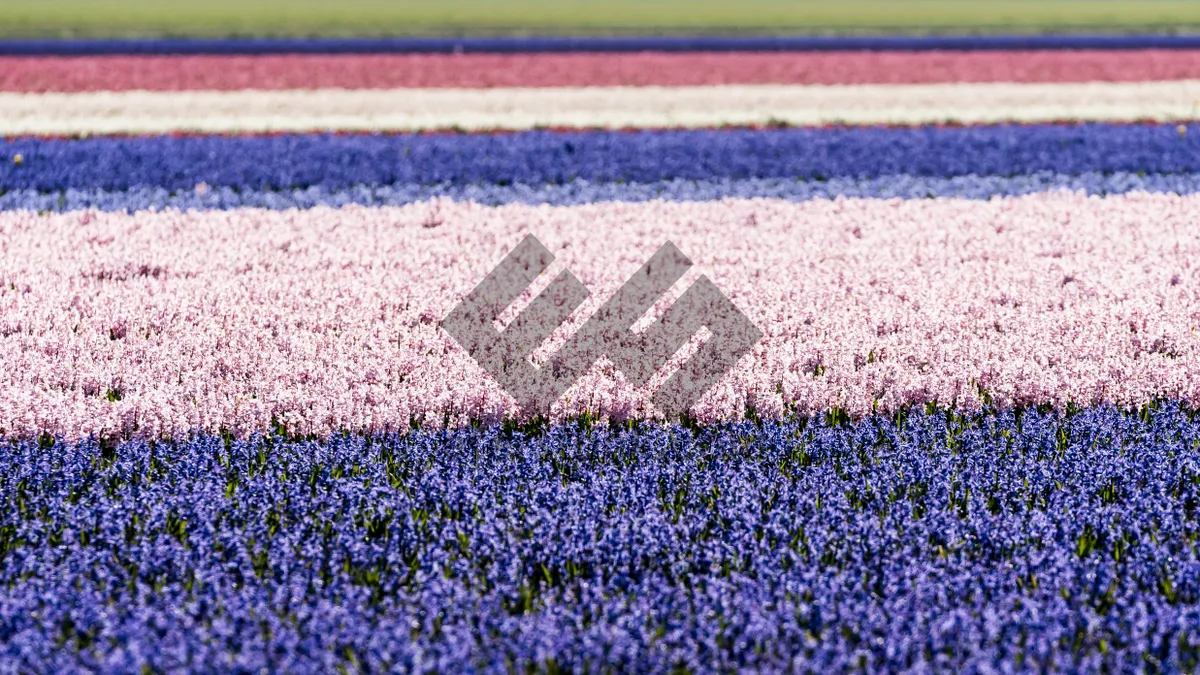 Picture of Colorful Lupine Blanket Texture Close Up View