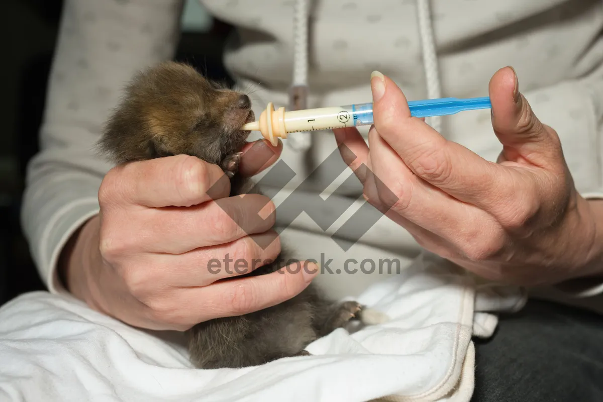 Picture of Man holding brush swab for small mammal care.