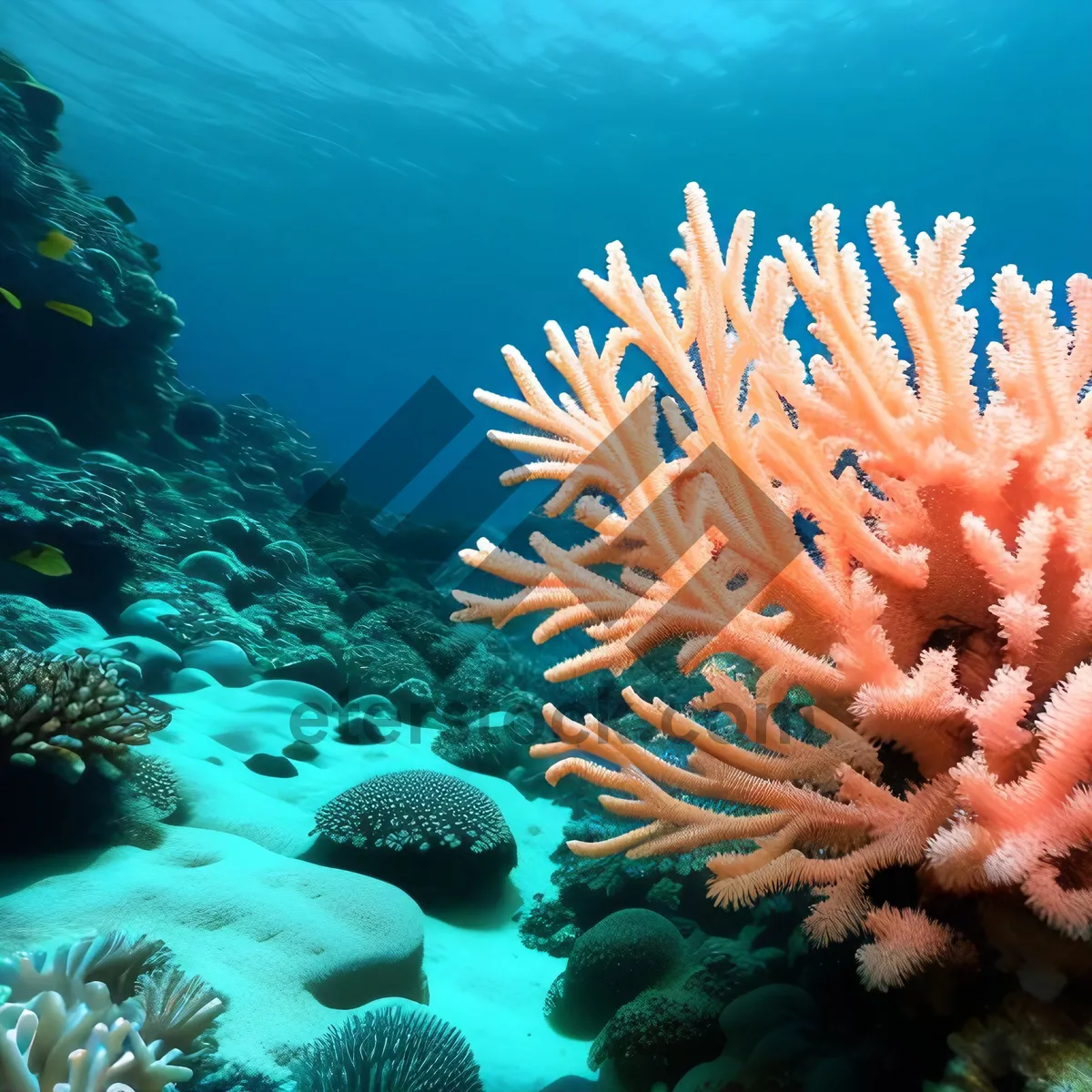 Picture of Colorful Coral Reef Paradise Underwater