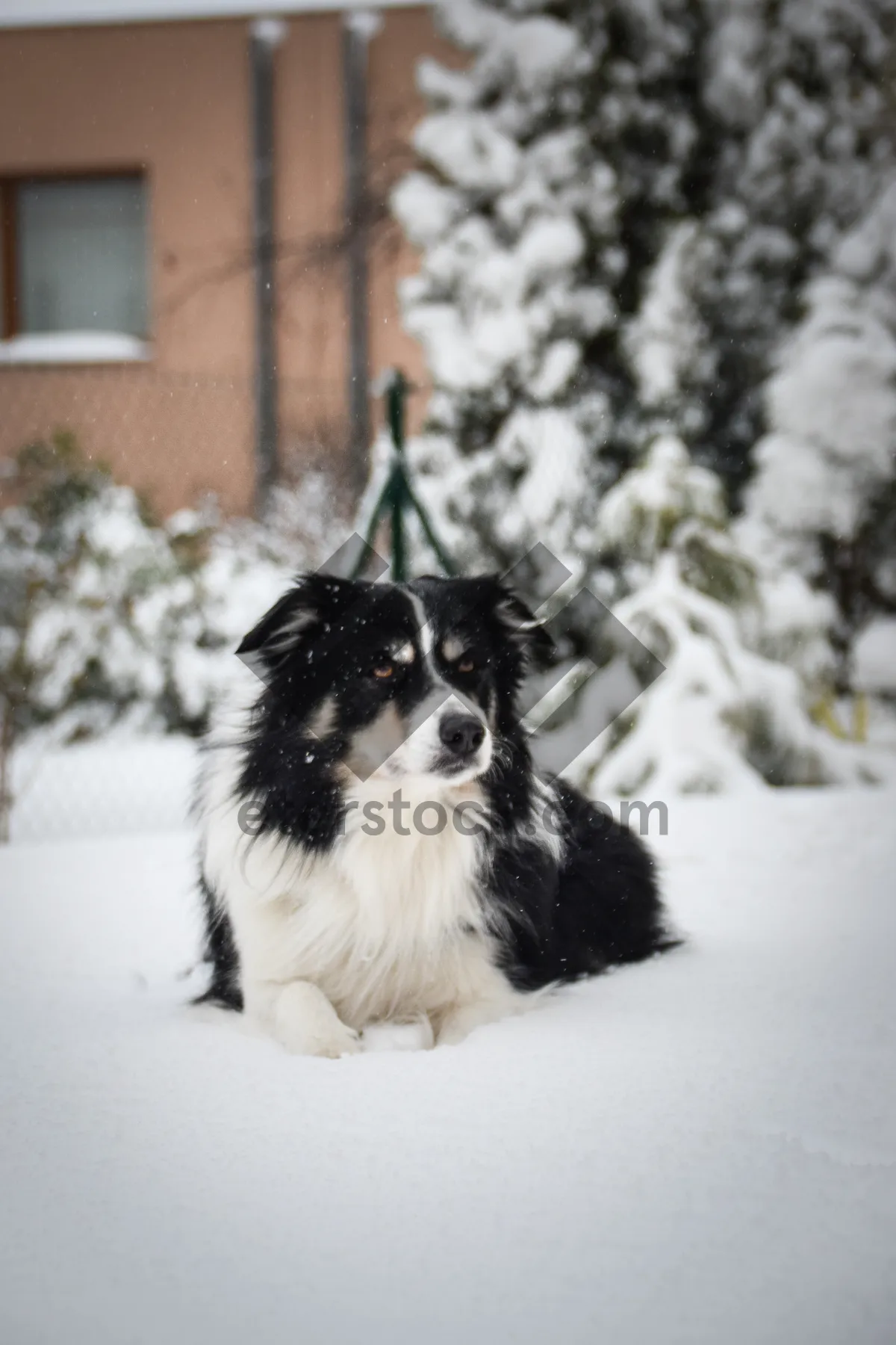 Picture of Adorable Border Collie and Domestic Cat Portrait