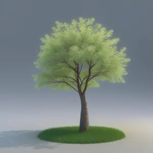 Summertime Bonsai Growth in Serene Landscape