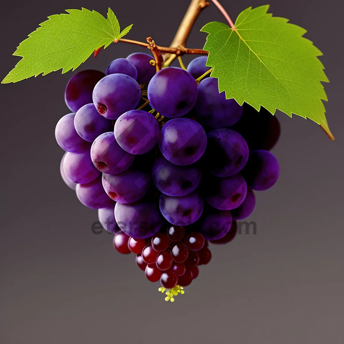 Picture of Juicy Autumn Grapes: Fresh, Sweet, and Nutritious!