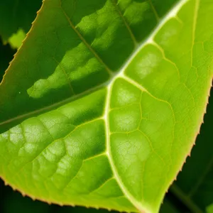 Lush Spring Foliage amidst Verdant Forest