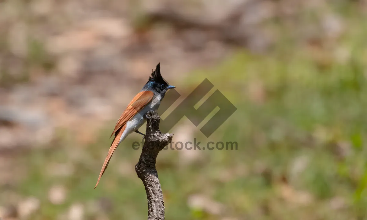 Picture of Brown Nightingale with Feathered Wing in the Wild.