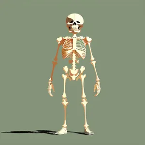 3D cartoon skeleton anatomy illustration for medical science