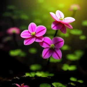 Blooming Purple Wood Sorrel - Vibrant Spring Floral Beauty