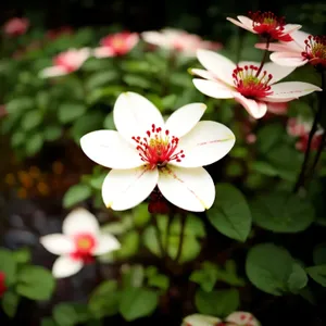 Summer Bloom: Pink Floral Beauty in the Garden