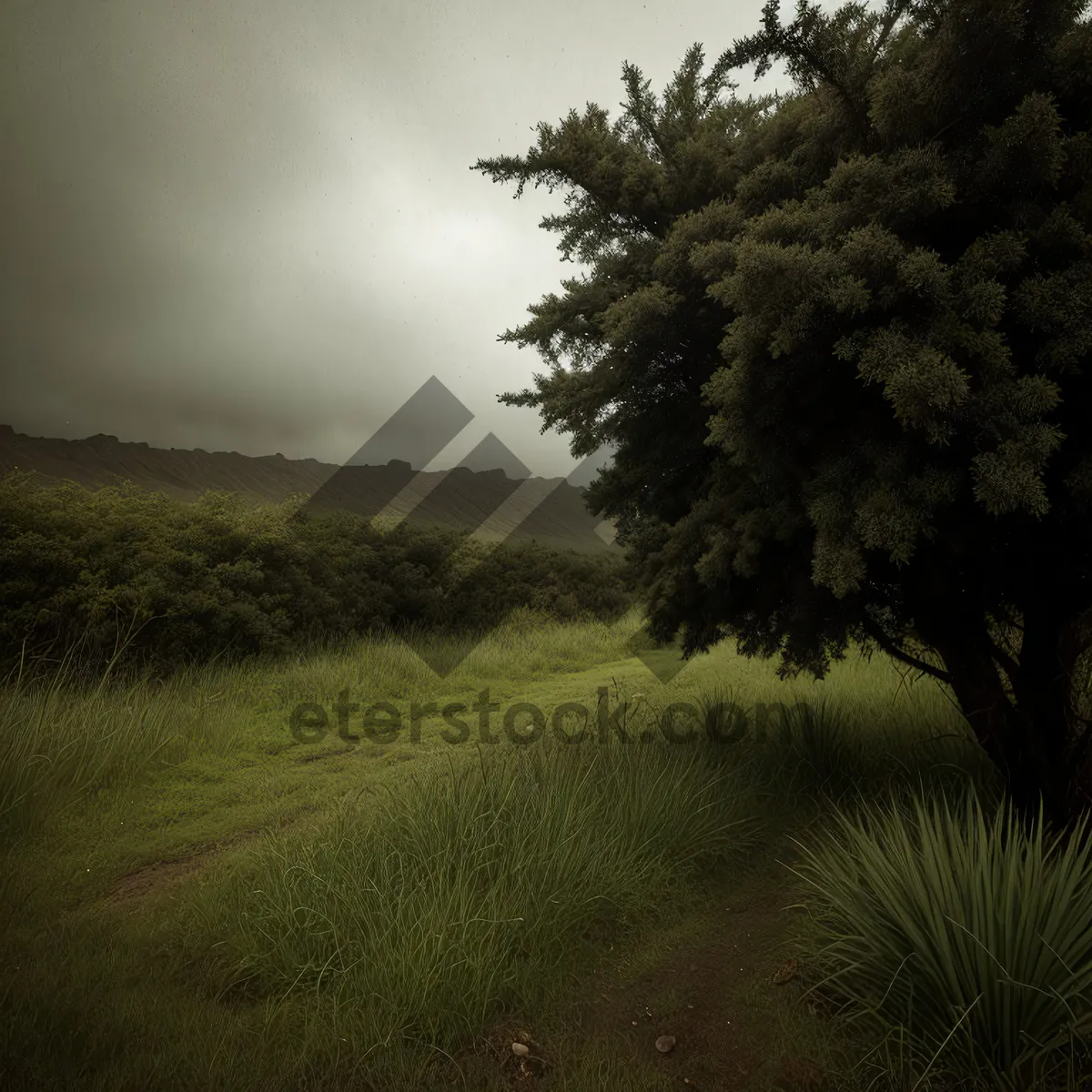 Picture of Idyllic countryside meadow with cloudy sky