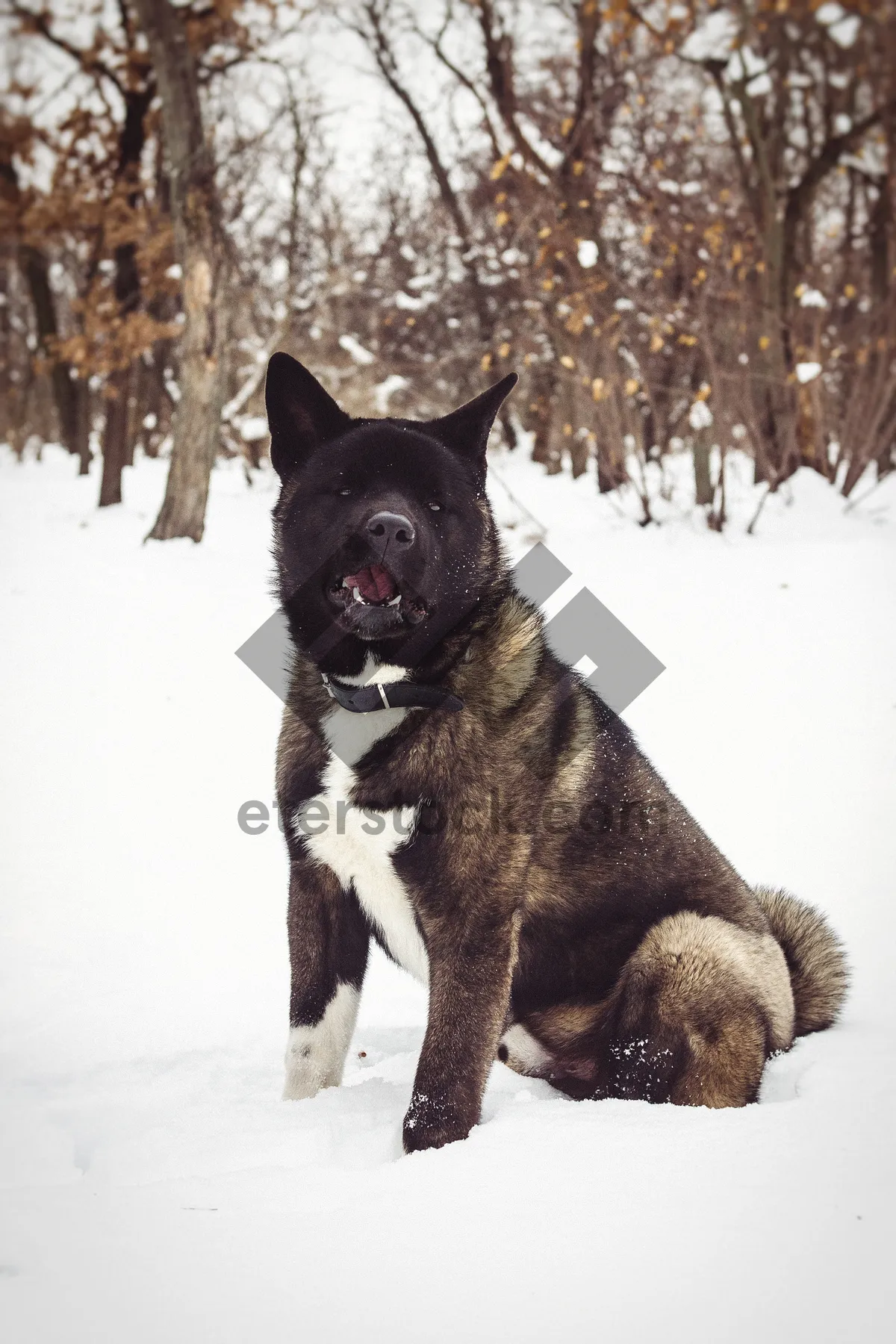 Picture of Winter portrait of cute pet dog in the snow