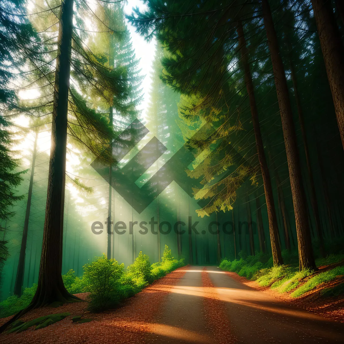 Picture of Serene Morning Drive Through Forested Countryside