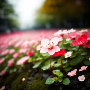 Pink Periwinkle Blossom in Spring Garden