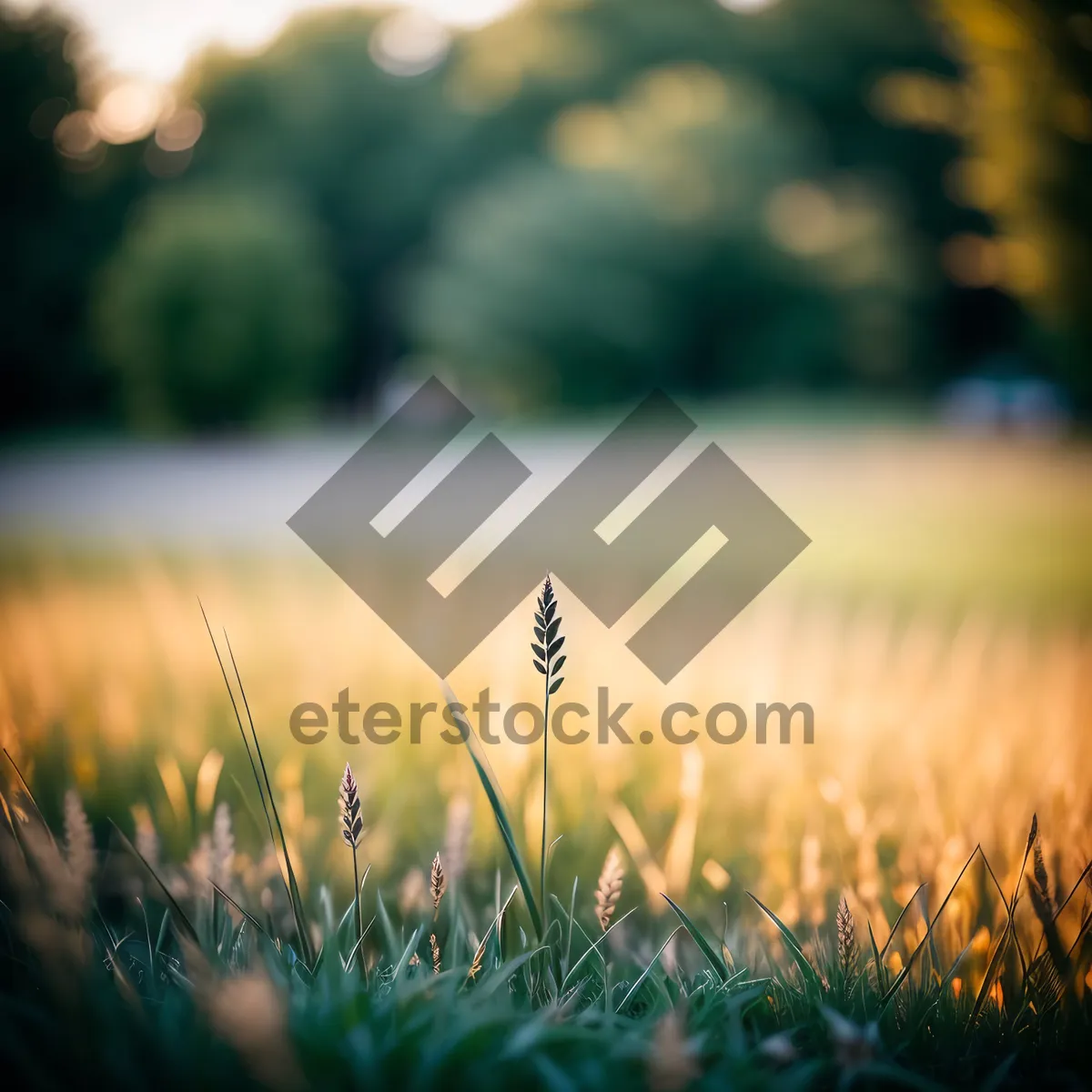 Picture of Golden Wheat Field under Summer Sky