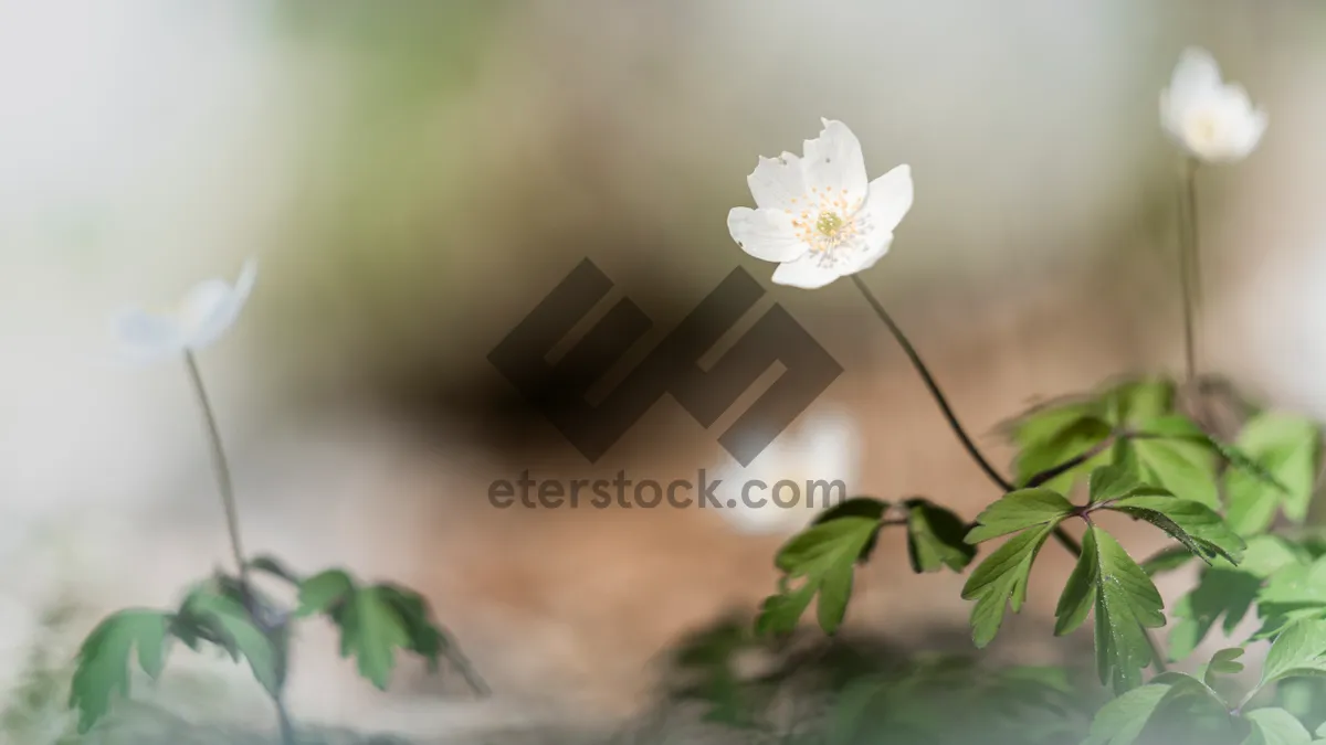 Picture of Closeup of Pink Flower in Summer Garden.