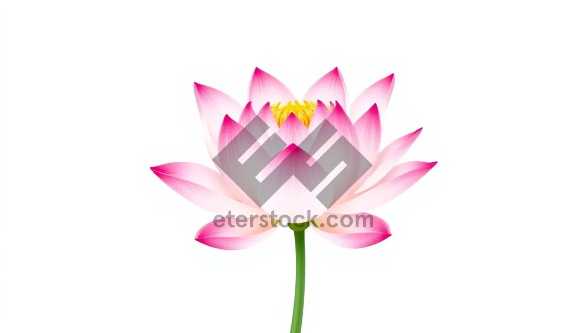 Picture of Pink Lotus Flower Icon with Colorful Design Element