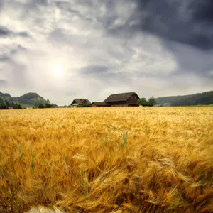 Golden Cereal Field Under Cloudy Autumn Sky