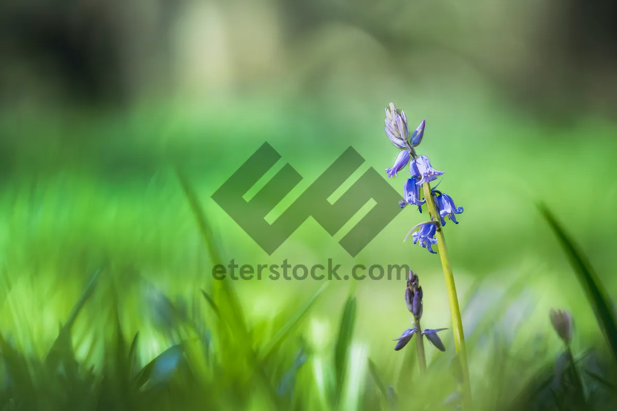 Picture of Summer Meadow Floral Blooms in Garden