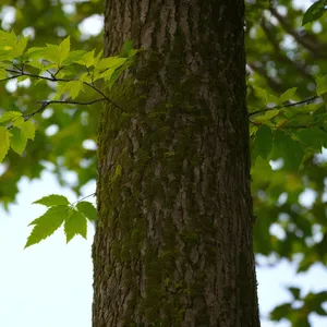 Summer Forest Canopy: Lush Green Leaves and Woody Trunks