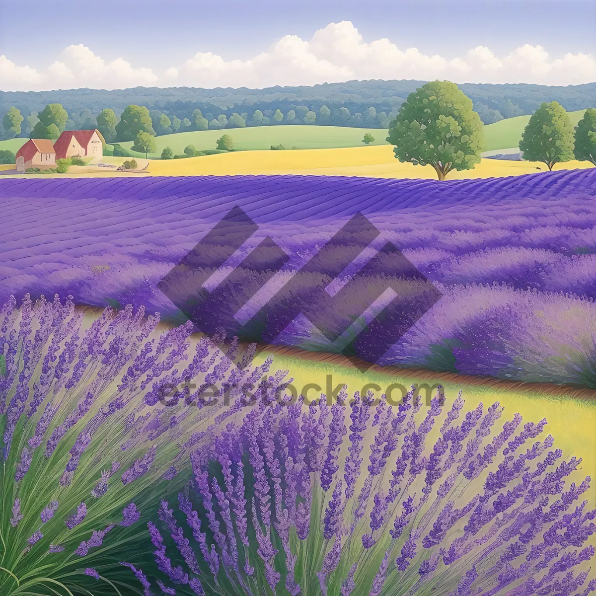 Picture of Vibrant Purple Peacock Flowers in Lavender Field