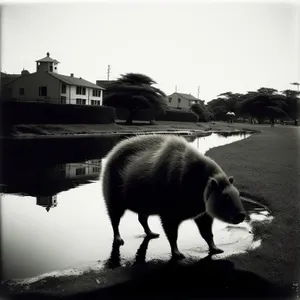 Wild Boar on Farm Drinking Water