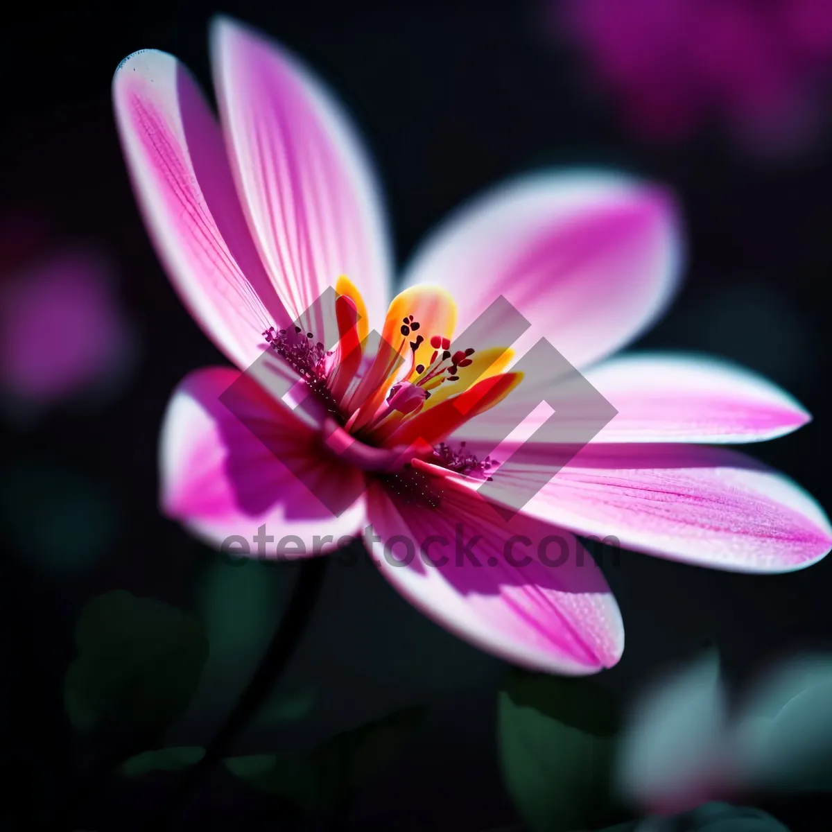 Picture of Purple Daisy Petals in Bloom