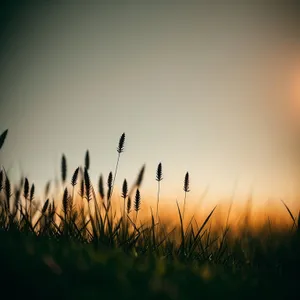 Golden Wheat Field Under Sunny Sky