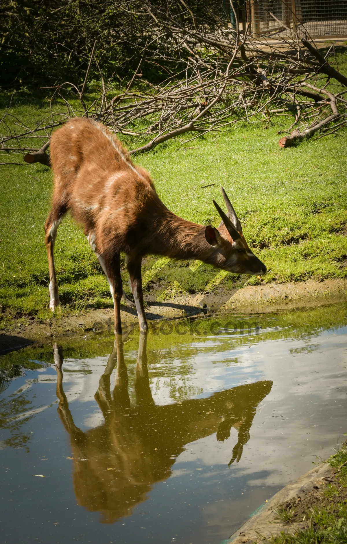 Picture of Majestic buck in forest habitat nature photography