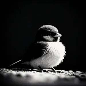 Wild Seabird With Striking Black Feathers and Piercing Eye