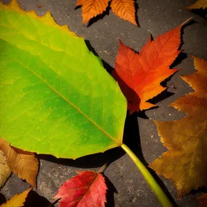 Vibrant Autumn Maple Leaves in Rich Colors